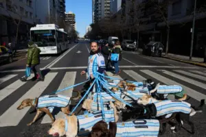 Puppy love as dog walker turns his pack of 13 into Argentina jersey-clad World Cup followers