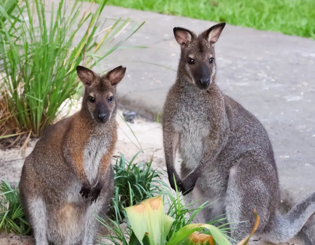 A pair of Red-necked Wallabies observe guests at the new...
