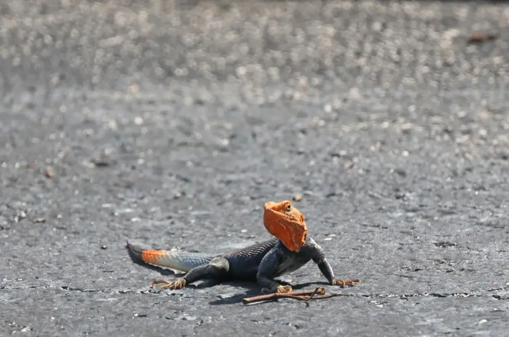 A colorful Peter's rock agama âan invasive species of lizard...