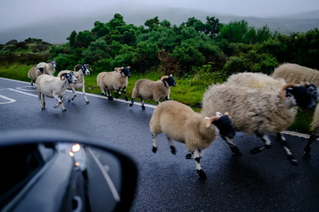 Sheep run on the road on the Isle of Skye...