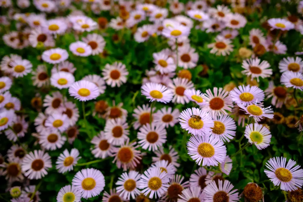 A bee rests on a daisy in the Royal Botanic...