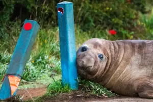 Australian officials ask fans to respect the privacy of Neil, a 1-ton seal who respects nothing