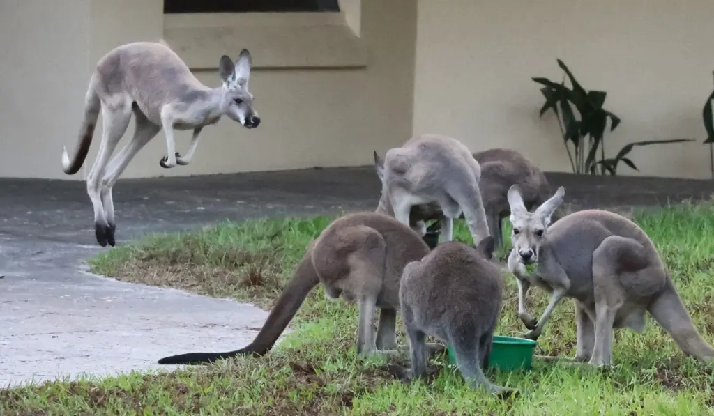 Kangaroos congregate on the guest path at the new Jumping...