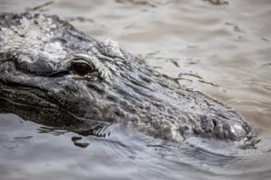 FWC investigates viral TikTok video of possible alligator petting at Florida spring