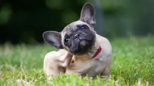 Stop scratching in its tracks with the best dog itch spray