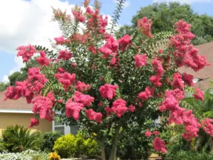 Plant Doctor: Peeling, shedding bark on crape myrtles no reason for alarm