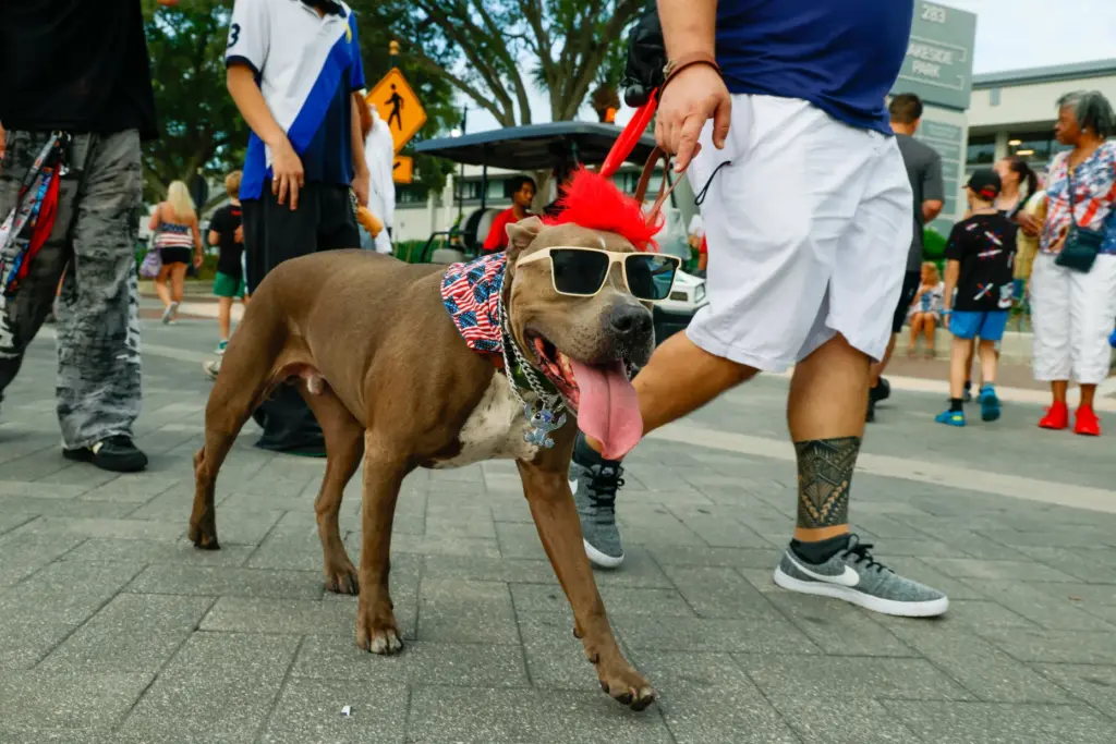 Slate, a pit bull mix, shows off his patriotic style...