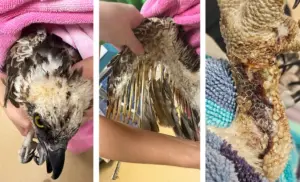 Osprey found burned at Cape Canaveral Space Force Station making recovery