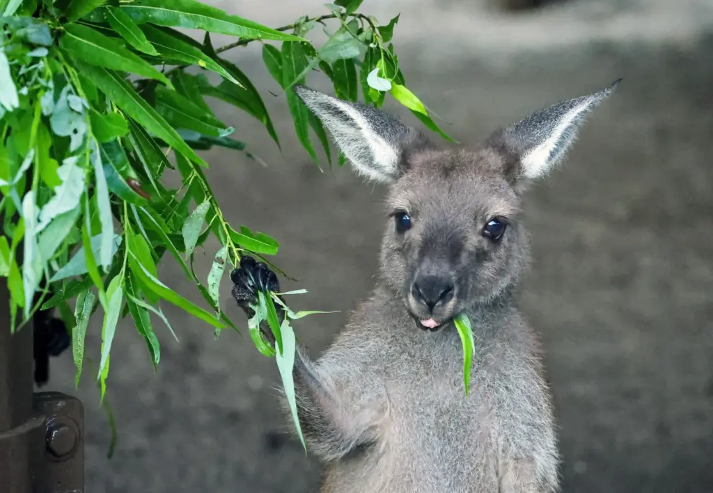 A juvenile Western Grey Kangaroo âcalled a âjoeyââ munches on...