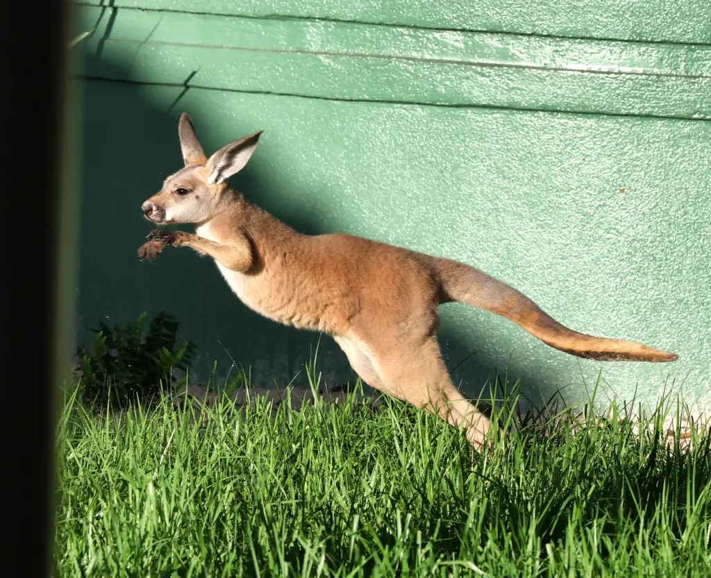 A juvenile Red Kangaroo bounds across the new Jumping Junction...