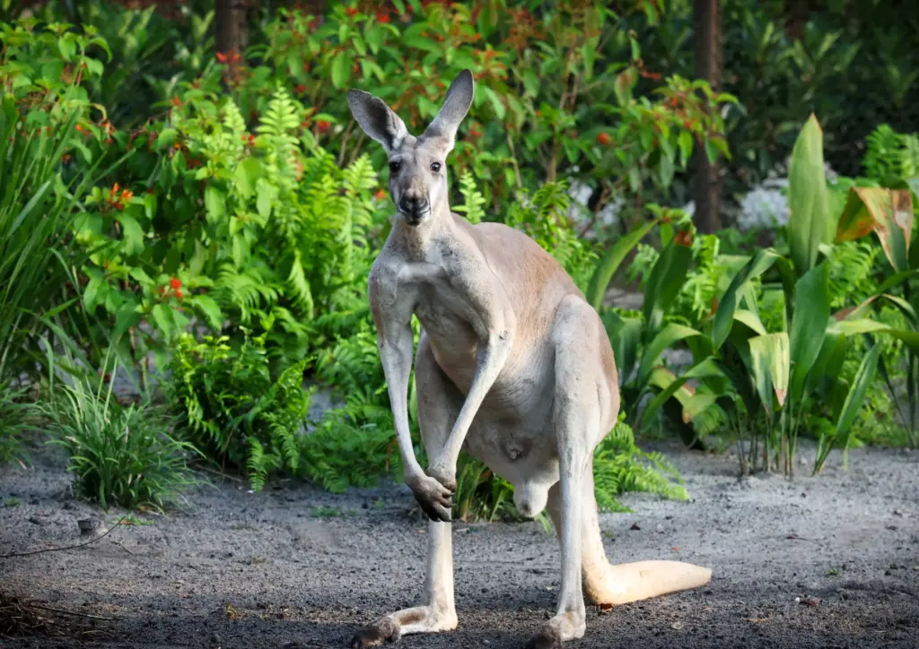 A Western Grey Kangaroo observes visitors approaching on the guest...