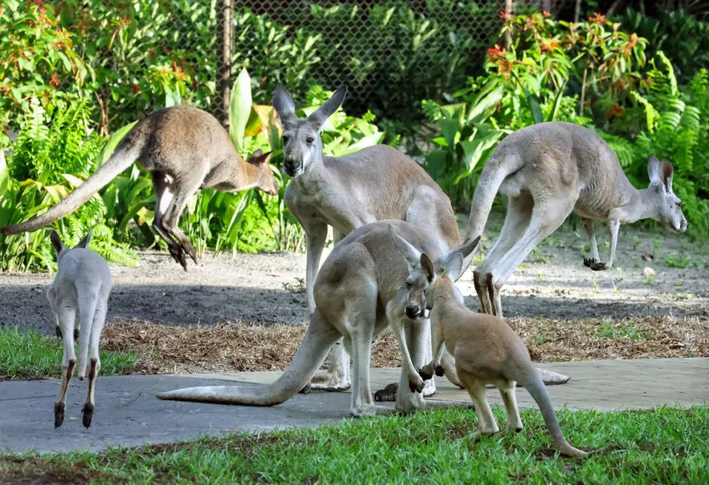 Itâs kangaroo chaos on the guest path at the new...