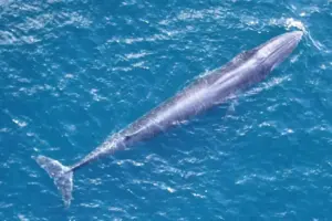 Amid federal push for Gulf oil drilling, research reinforces threat to a rare whale species
