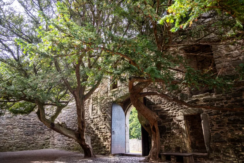 Two trees grow in the courtyard of Craigmillar Castle outside...