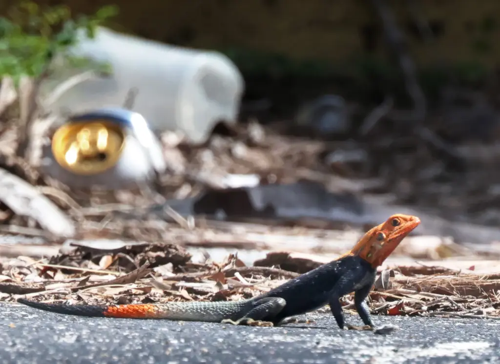 A colorful Peter's rock agama âan invasive species of lizard...