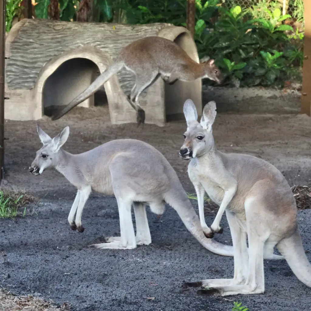 A pair of Western Grey Kangaroos âwith a wallaby zooming...