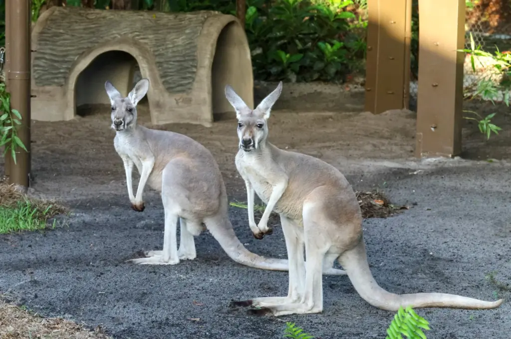 A pair of Western Grey Kangaroos observe visitors approaching on...