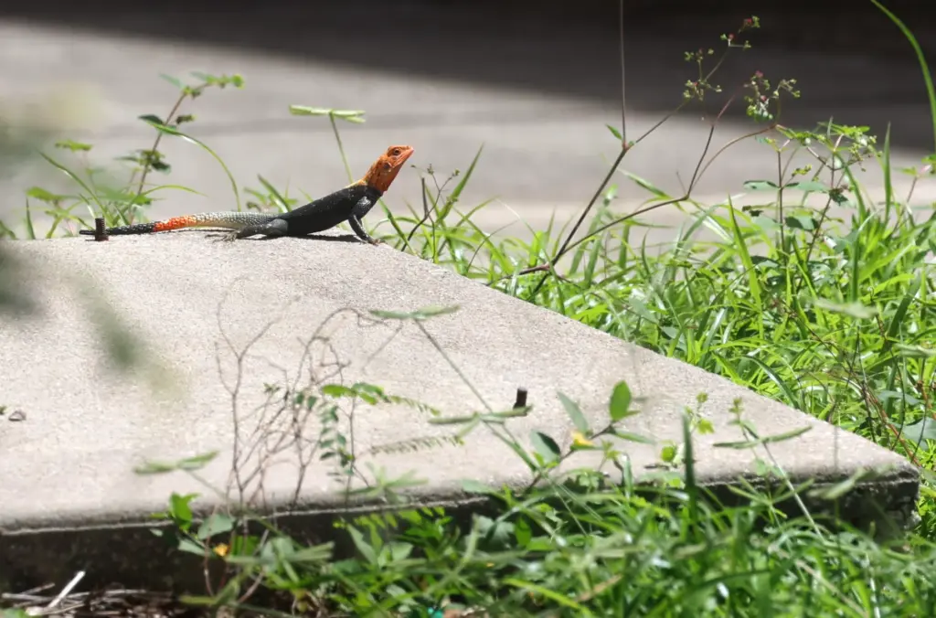 A colorful Peter's rock agama âan invasive species of lizard...