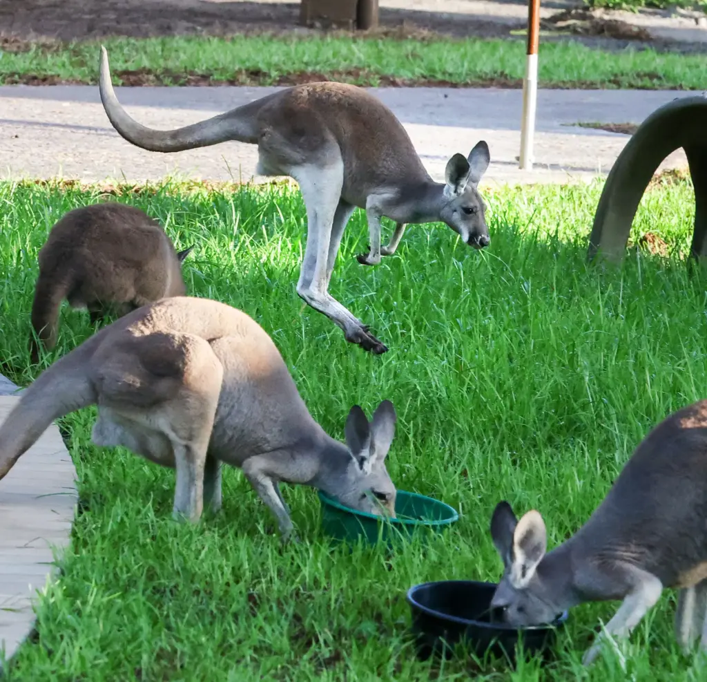 Kangaroos congregate on the guest path at the new Jumping...