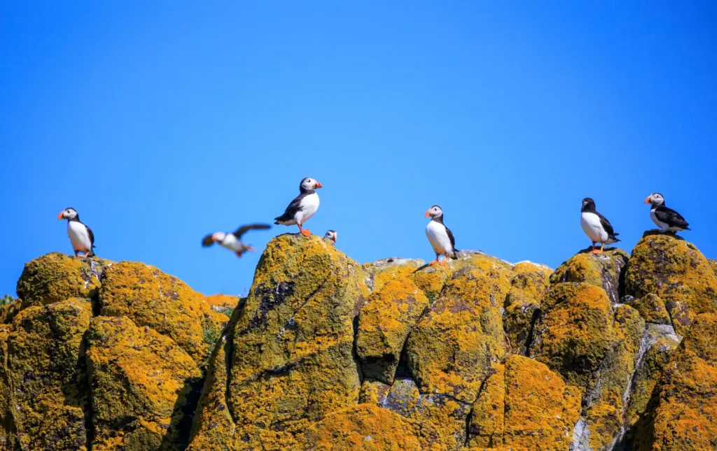 Atlantic puffins perch atop the cliffs of the Isle of...