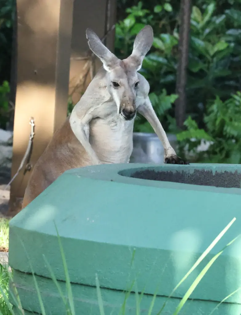 A curious Western Grey Kangaroo climbs up to peer inside...