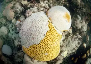 El Niño threatens devastation of Florida Keys coral reefs