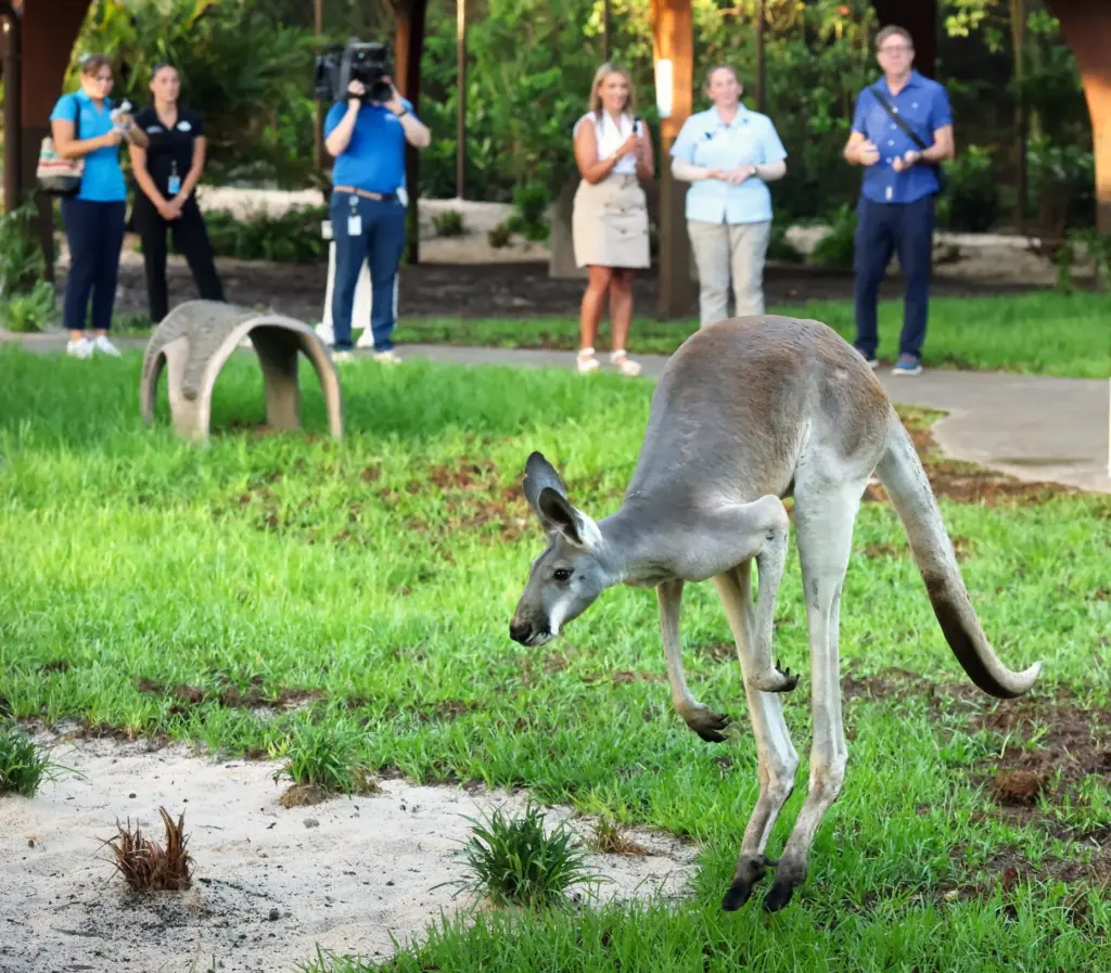 A Western Grey Kangaroo hops along the guest path at...