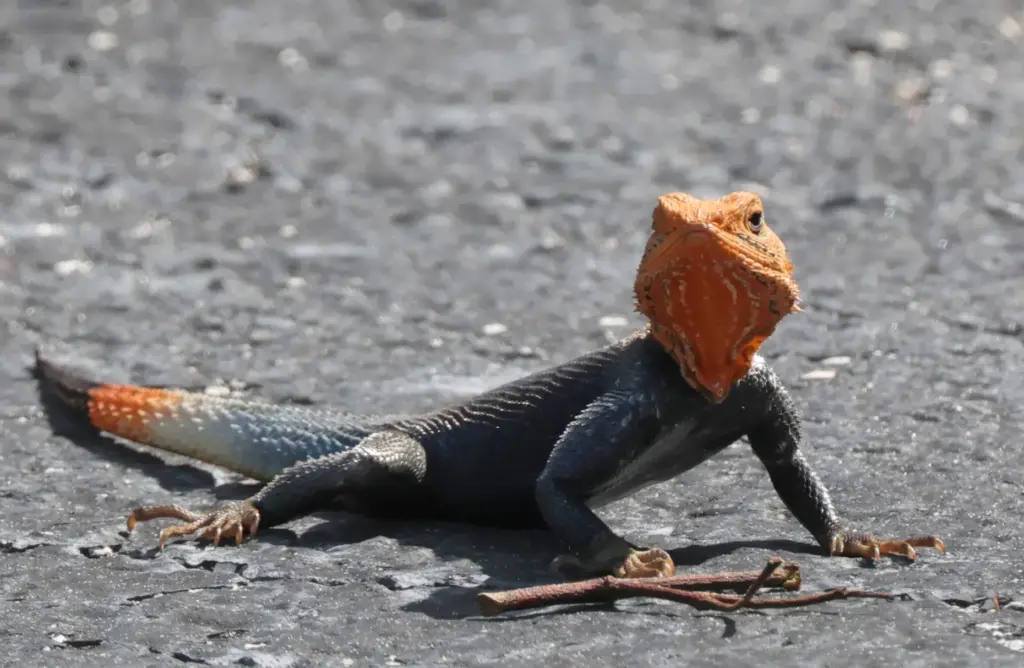 A colorful Peter's rock agama âan invasive species of lizard...
