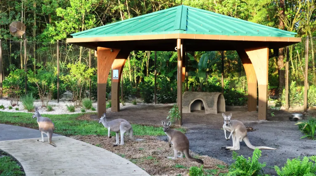 Kangaroos congregate on the guest path at the new Jumping...