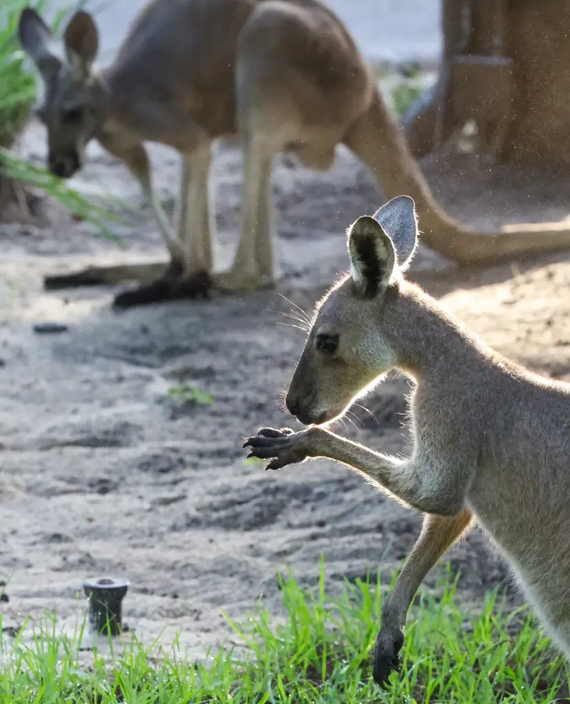 Western Grey Kangaroos snack at the new Jumping Junction habitat...