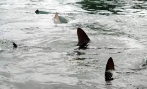 Florida shark attack on teen inspires start of national alert system