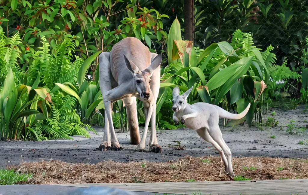 A mother Western Grey Kangaroo watches her joey hop along...