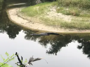 Harrowing 911 call details Orlando woman’s fatal alligator attack