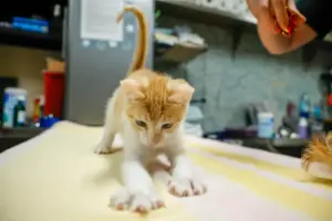 Seminole considers declawing ban as procedure falls out of favor worldwide