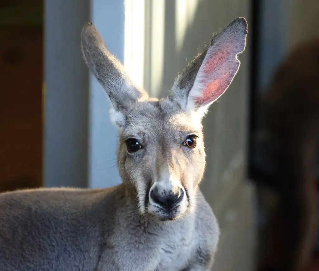 A Western Grey Kangaroo watches guests at the new Jumping...
