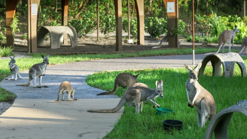Kangaroos congregate on the guest path at the new Jumping...