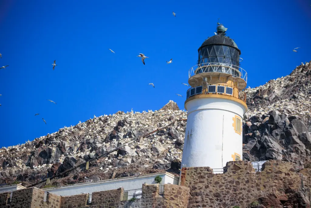 Northern gannets surround the Bass Rock Lighthouse off the coast...