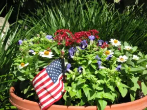 Plant Doctor: Celebrate America’s 250th with blooms in a patriotic container garden