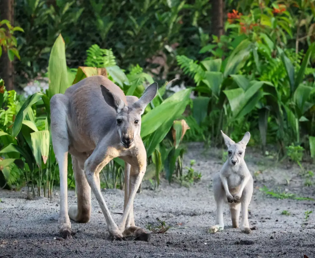 A mother Western Grey Kangaroo with her joey watch guests...