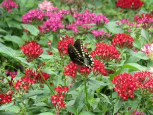 Plant Doctor: Colorful blooms from pentas, other flowers lure butterflies, hummingbirds