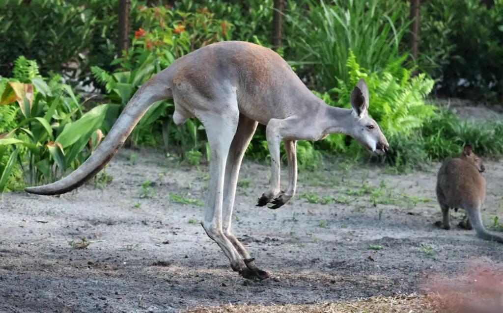 A Western Grey Kangaroo jumps along the guest path at...