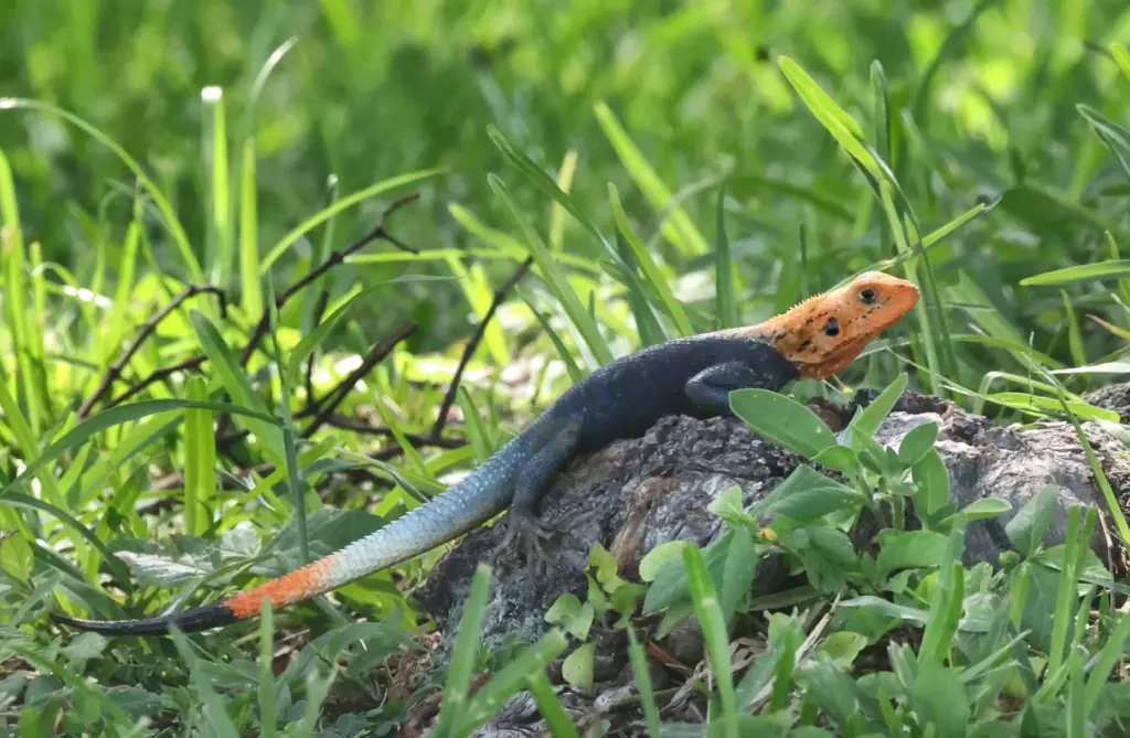 A colorful Peter's rock agama âan invasive species of lizard...