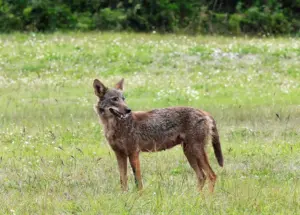 South Florida coyotes are now feasting on iguanas and peacocks, study finds