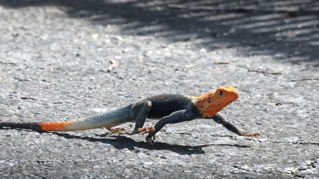 A colorful Peter's rock agama âan invasive species of lizard...