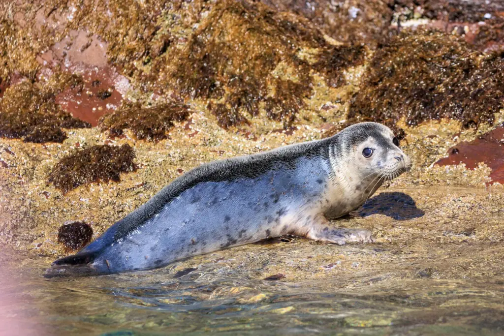 A harbor seal is spotted on the shore of Bass...