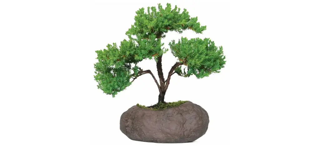Outdoor Green Mound Juniper