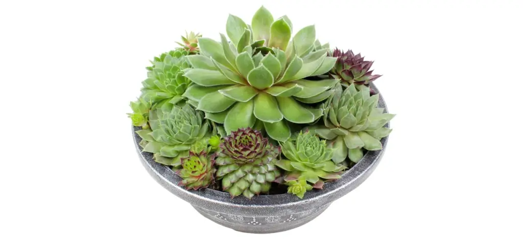 Sempervivum Succulent Plant