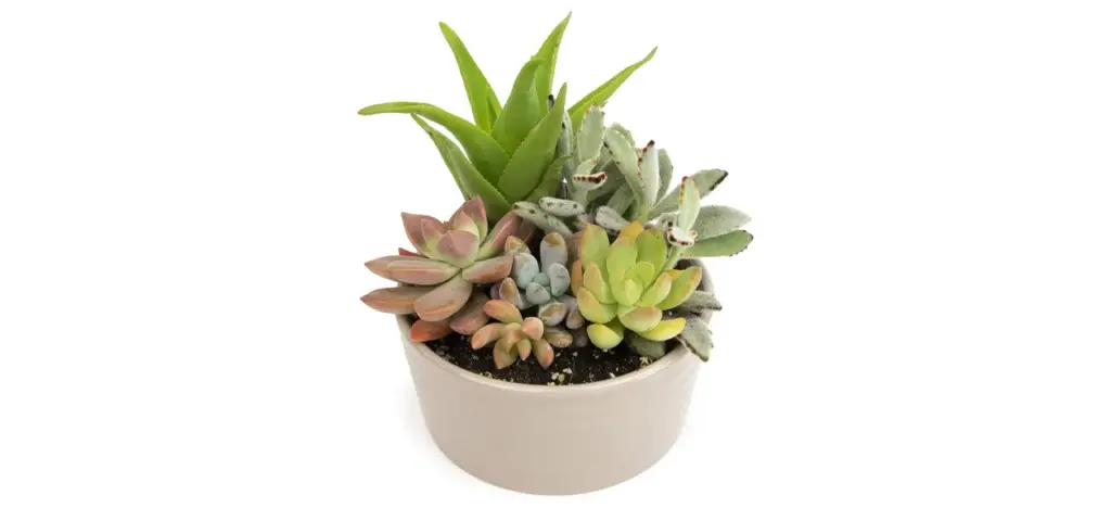 Assortment of Succulents
