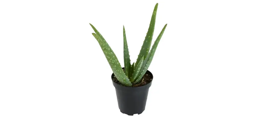 Aloe Vera Plant
