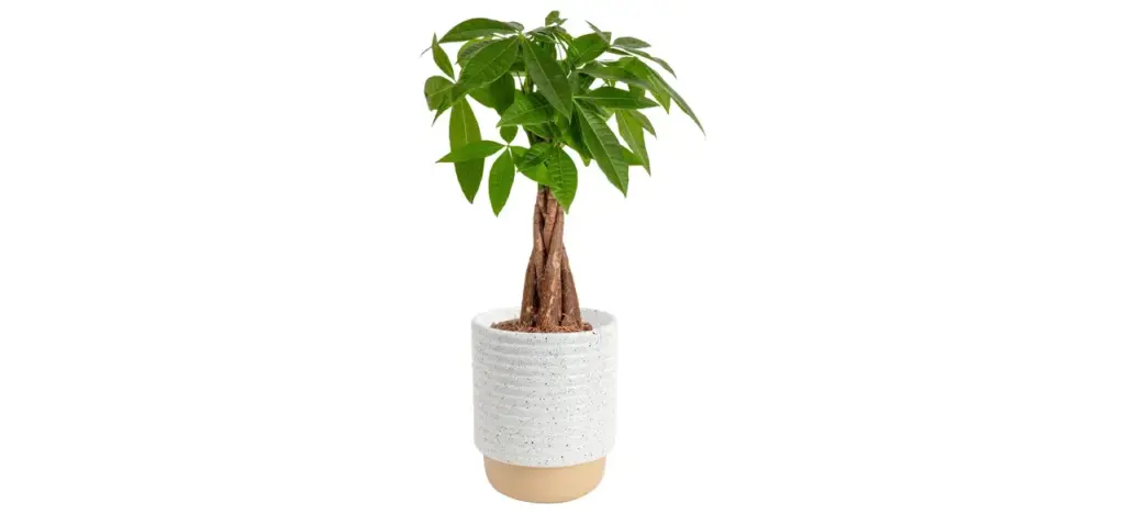 Braided Money Tree